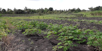 15 Acres Agricultural Land for Sale